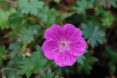 Geranium sanguineum 'Hannelore' (9745_0.jpg)