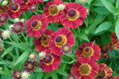 Helenium 'Mariachi Salsa' (9753_0.jpg)