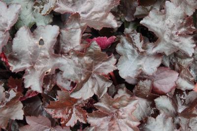 Heuchera 'Blackout' (9764_0.jpg)