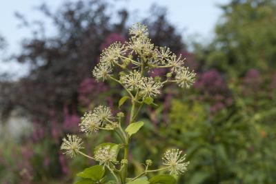 Aralia continentalis (9769_1.jpg)