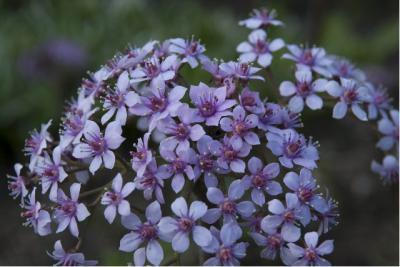 Darmera peltata 'Nana' (985_0.jpg)